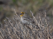 English: Yellow-variant adult male House Finch (Carpodacus mexicanus) camouflaged in brush. Français : Un Roselin familier (Carpodacus mexicanus) mâle caché dans les buissons. L'individu est un variant à plumage jaune.
