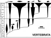 Traditional spindle diagram of the evolution of the vertebrates at class level