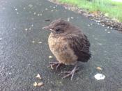 English: Blackbird chick in Auckland, New Zealand. The birds in NZ generally show little shyness to humans.
