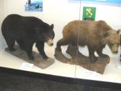 English: An American black bear and a European brown bear in the Natural History Museum of Genoa