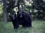 English: Two black bears mating