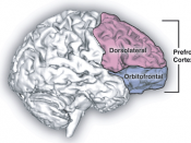 Sagittal human brain with cortical regions delineated.