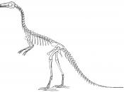 Compsognathus longipes skeleton.