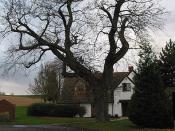 English: Winter oak by Veldt House