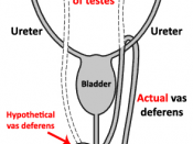 English: The route of the vas deferens from testis to the penis.