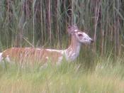 English: Piebald Deer. Image taken in Hampton Virginia