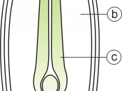 Diagram of the internal structure of a dicot seed and embryo. (a) seed coat, (b) endosperm, (c) cotyledon, (d) hypocotyl.