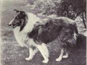 Collie (rough) from 1915