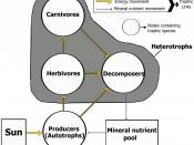 English: A simplified food web model of energy and mineral nutrient movement in an ecosystem. Energy flow is unidirectional (noncyclic) and mineral nutrient movement is cyclic.