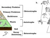 English: A trophic pyramid (a) and ecological food-web (b).