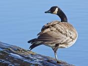 Canada Goose, Reifel Migratory Bird Sanctuary, Ladner British Columbia