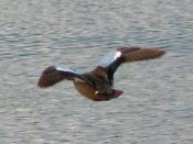 English: Blue-winged Teal (Anas discors), in flight, Iona Island, Ladner, British Columbia