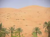 Sand dunes with scattered vegetation in UAE