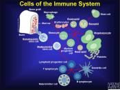 English: Various cells that participate in immune functions. Note that even though hematopoietic stemm cell, erythrocyte, maegakaryocyte and platelets are found in the blood, they do not participate in immune functions.