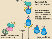 The T lymphocyte activation pathway is triggered when a T cell encounters its cognate antigen, coupled to a MHC molecule, on the surface of an infected cell or a phagocyte. T cells contribute to immune defenses in two major ways: some direct and regulate 