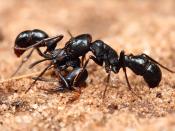 English: Two Plectroctena sp. ants, either P. mandibularis or P. strigosa. Each ant was about 15-20mm long. Pictured in Dar es Salaam, Tanzania. Français : Deux fourmis du genre Plectroctena sp. (soit P. mandibularis, soit P. strigosa). Chaque fourmi mesu