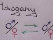 English: A schematic showing the monogamy relationship. The picture makes it clear that 4 types of relationships are possible (male-male, male-female, female-male, female-female), between each of the involved persons in the marriage scheme.