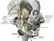 Mandibular division of the trigeminal nerve.