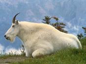 Mountain Goat (Oreamnos americanus)