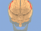 postcentral gyrus.