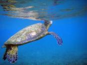 English: Green Sea Turtles, Chelonia mydas breaks the surface to breathe on the Big Island of Hawaii