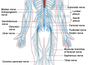 English: A diagram of the Human Nervous system. Français : Schéma du système nerveux humain.