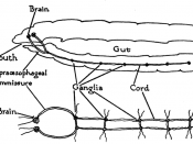 English: Drawing of the anterior end of an earthworm, showing a side view of the animal (top) and a top-down view of the two nerve cords and brain (bottom).