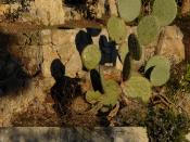 Cactus near 'La Californie'