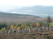 English: New hardwood trees in midst of coniferous forest Looking down towards the River Tummel.