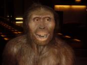 Australopithecus afarensis reconstruction