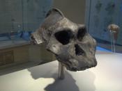 Modell av en Paranthropus aethiopicus. Natural History Museum, London