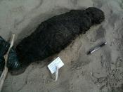 Information Sought on Sea Otter Shooting on Morro Bay Beach - Dead sea otter pup 77cm - crime scene
