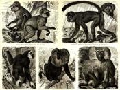 English: Old world monkeys Deutsch: Affen II (Affen der alten Welt). Hulman (Semnopithecus entellus). 1/10 Rußfarbene Meerkatze (Cercopithecus fuliginosus). 1/6 (Art. Meerkatze.) Mantelpavian (Cynocephalus Hamadryas). 1/8. (Art. Pavian.) Wanderu (Macacus 