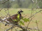 English: The bobwhite quail, Georgia’s official State Gamebird, lives in the longleaf ecosystem