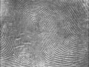 English: Picture of a right loop fingerprint pattern. The bell shaped portion of the loop is leaning medially toward the body. Image source: NIST. Category:Fingerprints