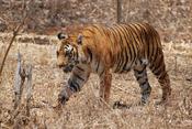 English: Bengal Tiger in Karnataka, India