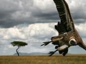 English: Vulture getting ready to strike a dying prey, Kenya