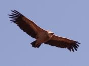 The Griffon Vulture, soaring.
