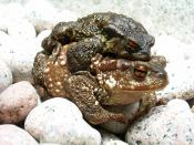 Common Toads (Bufo bufo ssp. spinosus) during migration in the Portuguese national park of Peneda-Gerês.