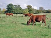 English: Grazing land near Charlbury Superb cattle with alarming horns in a field close to Charlbury village.