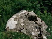 English: A Cupped Marked Stone among the ruins of one of the many rural communities which once occupied the upper part of Glendaruel.