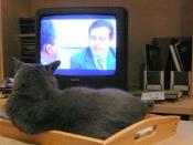 Bartleby watches The Office