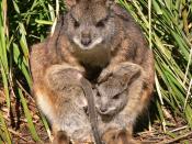 Parma Wallaby mother and joey (Macropus parma)