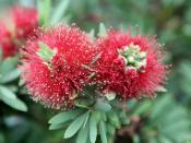 Red powder puff of the Lehua-haole, (Calliandra inaequilatera)