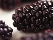 Black Butte is a new blackberry release by ARS scientists in Corvallis, Oregon. Fruit averages one inch in diameter, and two inches long. It weighs almost twice as much as other varieties of fresh blackberries. Photo by Scott Bauer.