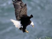 Haliaeetus leucocephalus (bald eagle) landing into his nest. Bald eagles generally lay 2 to 3 eggs in a large nest made of sticks and smaller twigs in tall trees or on rocky cliffs. Picture taken on Kodiak Island.