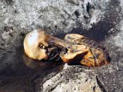 Ötzi the Iceman while still frozen in the glacier, photographed by Helmut Simon upon the discovery of the body in September 1991