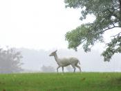White fallow deer near Argonne National Labs in Westmont Illinois, USA.