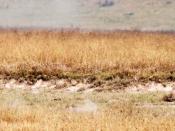 English: Cheetah (Acinonyx jubatus) in pursuit of a Thompson's gazelle (Gazella thomsonii ). Ngorongoro Crater, Tanzania. Photo by Lee R. Berger. The cheetah uses its black and yellow fur to ambush its prey.