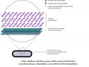 English: Schematic of gram-positive cell wall showing plasma membrane. Made in Inkscape.